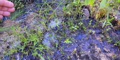 Eriocaulon koernickianum
