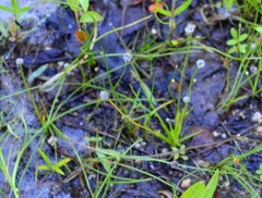 Eriocaulon koernickianum