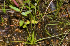 Eriocaulon koernickianum