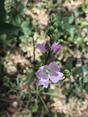 Sidalcea neomexicana