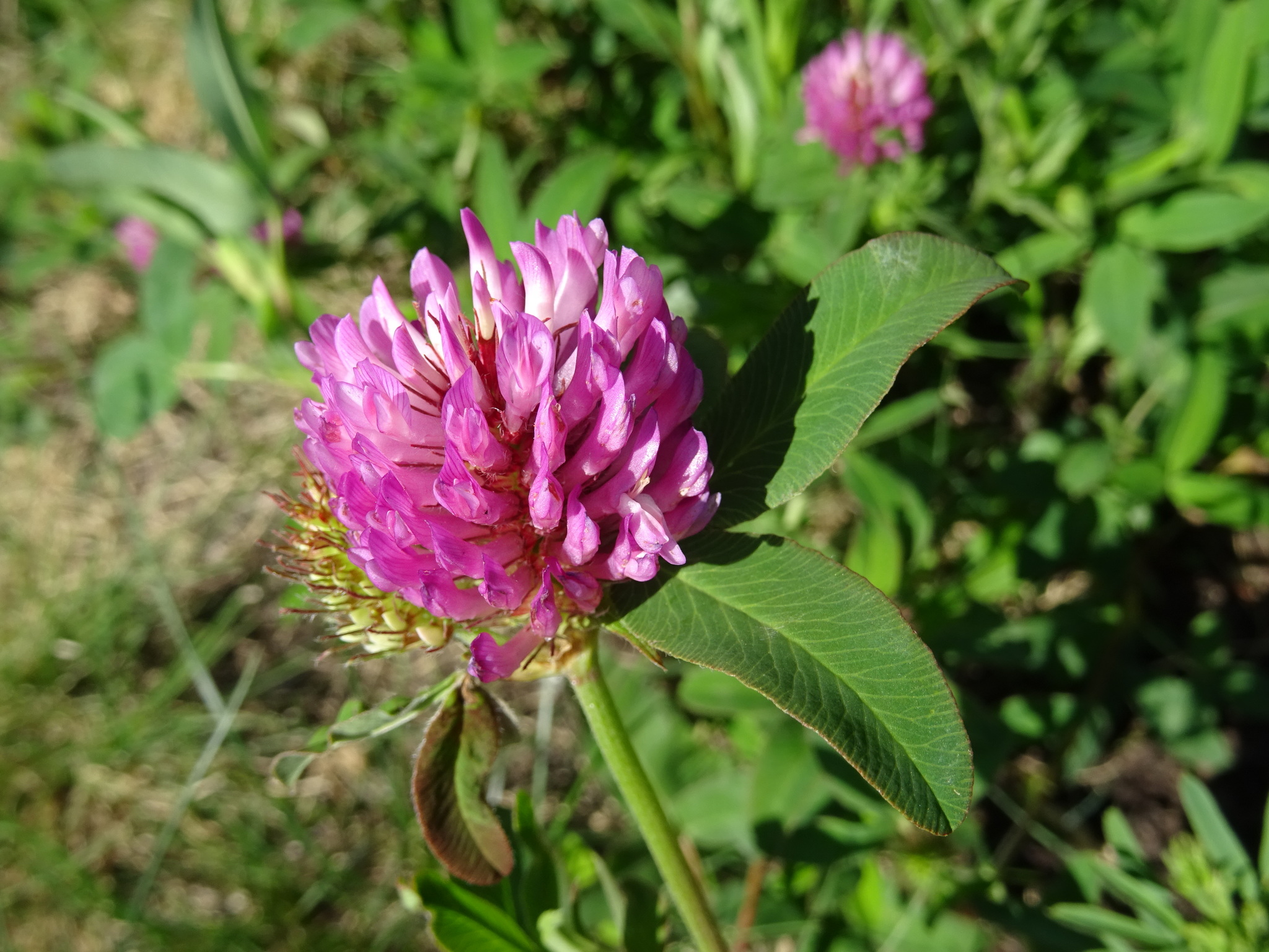 ♧Clover♧プロフィールご一読下さい Zigzag Clover (Trifolium medium) · iNaturalist