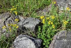 Hypericum pseudomaculatum