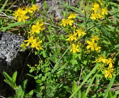 Hypericum pseudomaculatum
