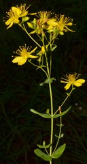 Hypericum pseudomaculatum