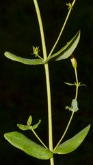 Hypericum pseudomaculatum