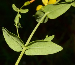 Hypericum pseudomaculatum
