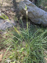 Iris missouriensis