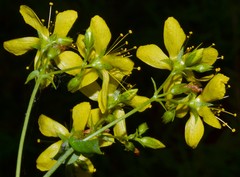Hypericum pseudomaculatum