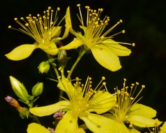 Hypericum pseudomaculatum