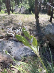 Iris missouriensis