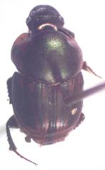 Onthophagus marginicollis