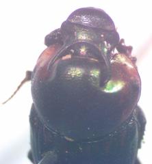 Onthophagus marginicollis