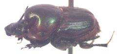 Onthophagus marginicollis