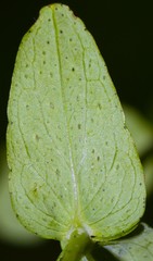 Hypericum pseudomaculatum