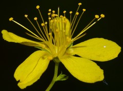 Hypericum pseudomaculatum