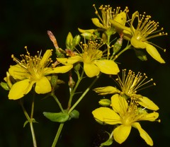 Hypericum pseudomaculatum