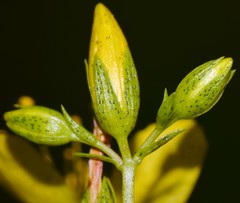 Hypericum pseudomaculatum