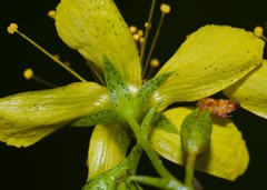 Hypericum pseudomaculatum