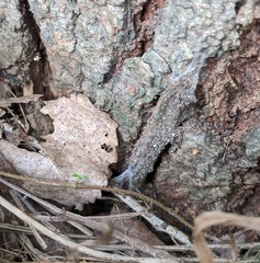 Atypidae