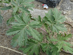 Potentilla tobolensis