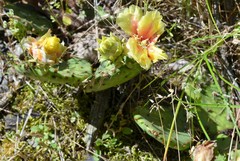 Opuntia cespitosa