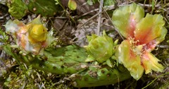 Opuntia cespitosa
