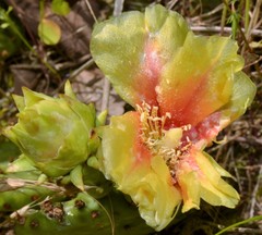Opuntia cespitosa
