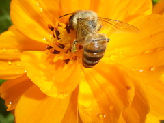 Apis mellifera