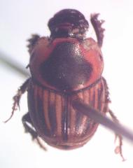 Onthophagus marginicollis