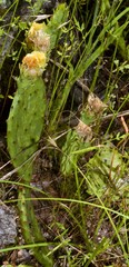 Opuntia cespitosa