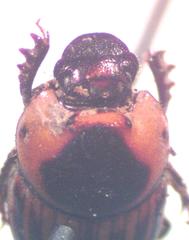 Onthophagus marginicollis
