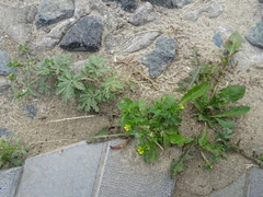Potentilla tobolensis