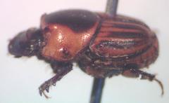 Onthophagus marginicollis