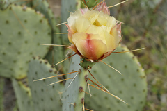 Opuntia azurea discolor
