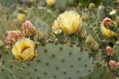 Opuntia azurea discolor