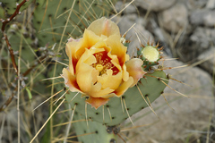Opuntia azurea discolor