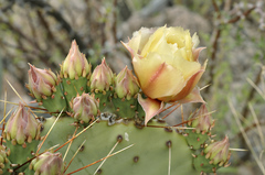 Opuntia azurea discolor