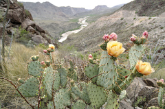 Opuntia azurea discolor