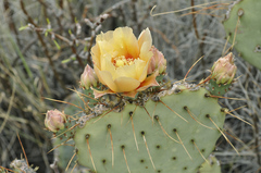 Opuntia azurea discolor