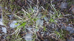 Carex rossii