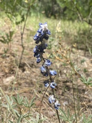 Delphinium scaposum