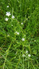 Stellaria graminea
