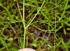 Ptilimnium nuttallii