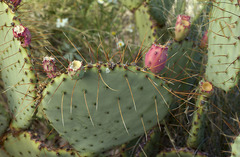 Opuntia azurea discolor