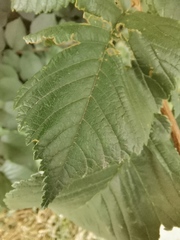 Ulmus