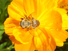 Apis mellifera