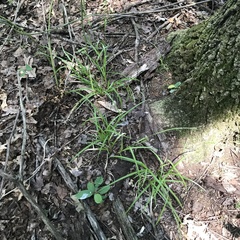 Carex debilis rudgei