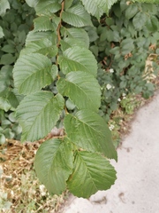 Ulmus