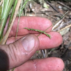 Carex debilis rudgei