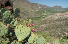 Opuntia azurea discolor